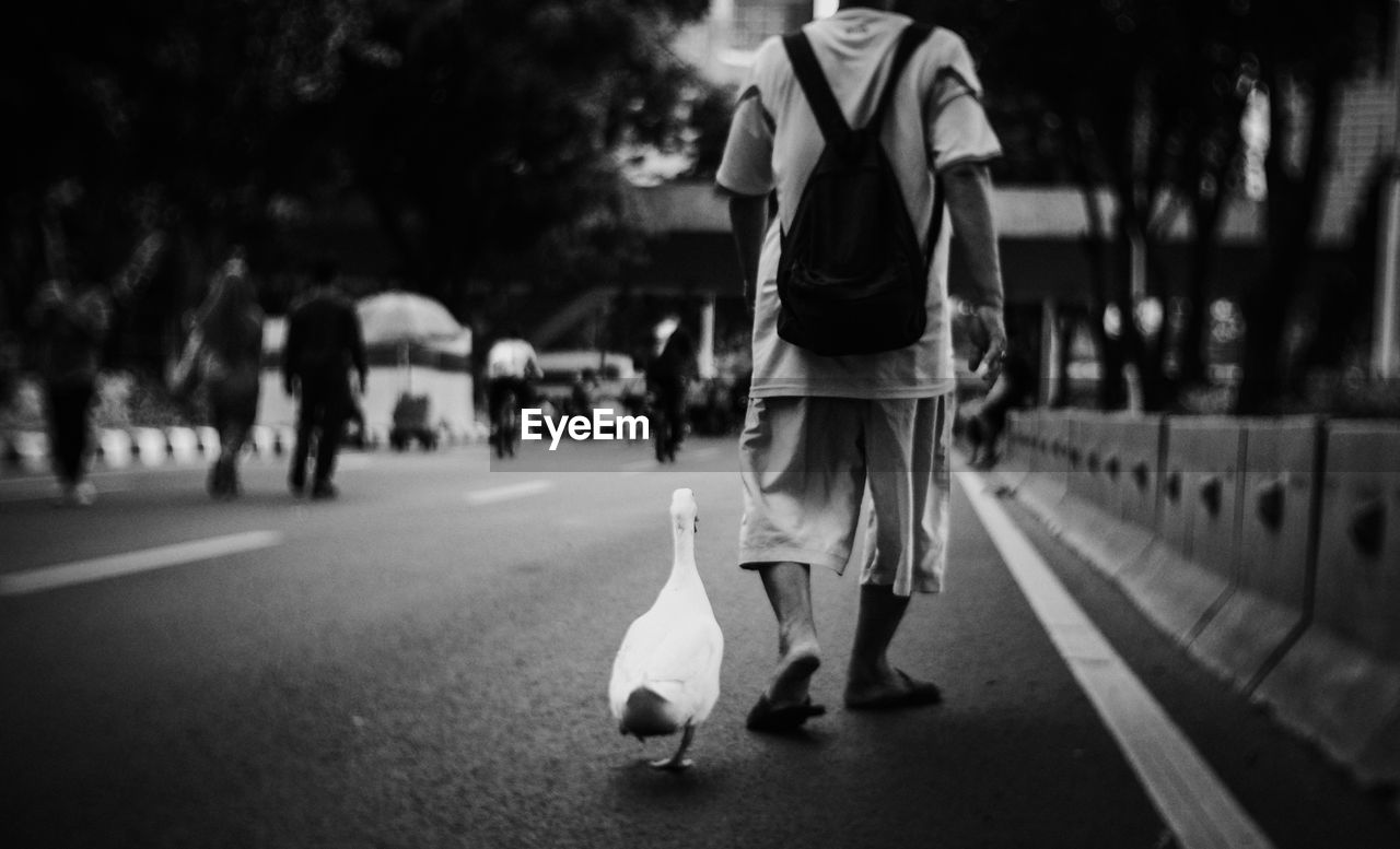 Rear view of man and goose walking on street