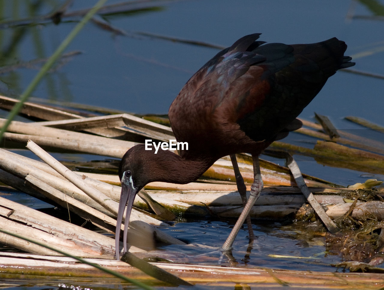 Close-up of bird perching on lake