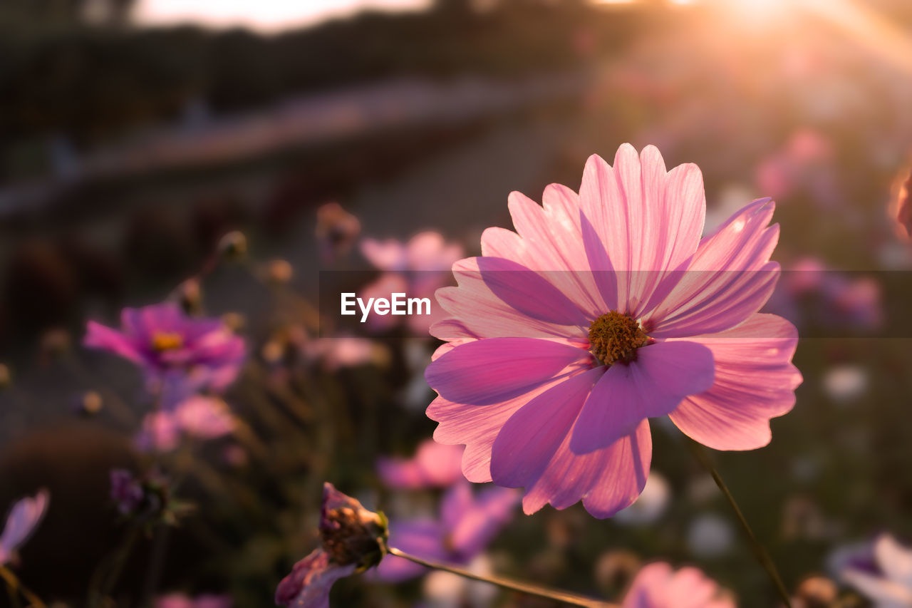 Close-up of pink cosmos flower