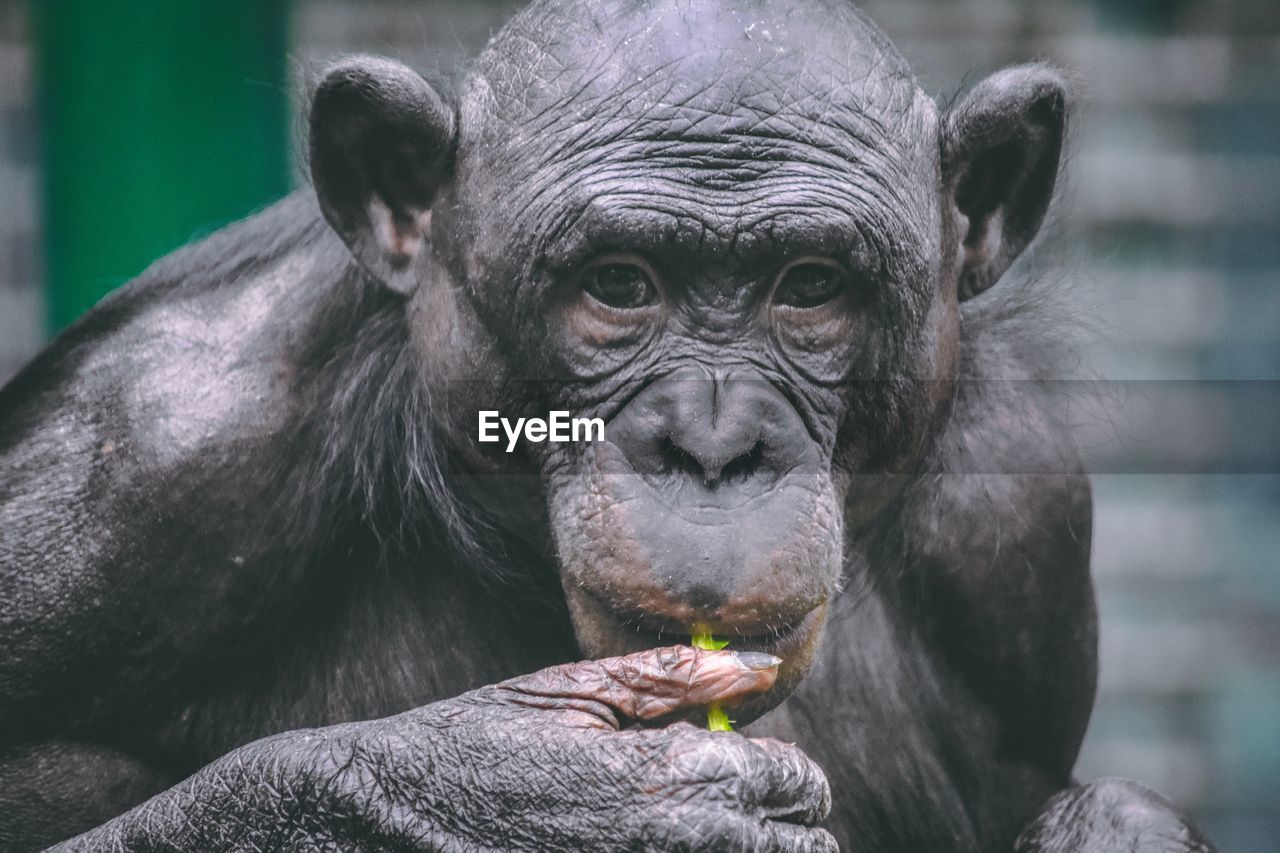 CLOSE-UP PORTRAIT OF MAN EATING OUTDOORS