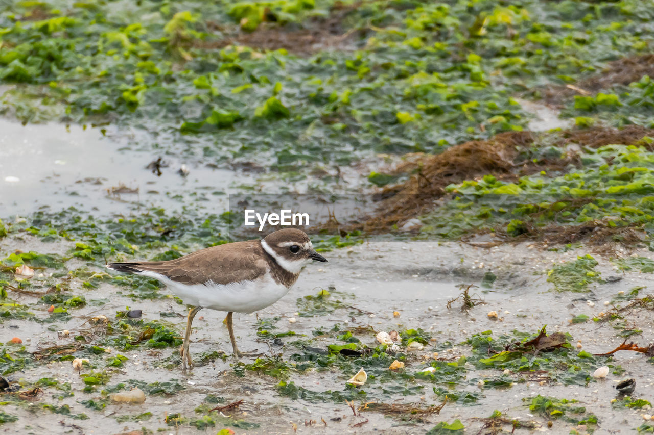 HIGH ANGLE VIEW OF BIRDS ON FIELD