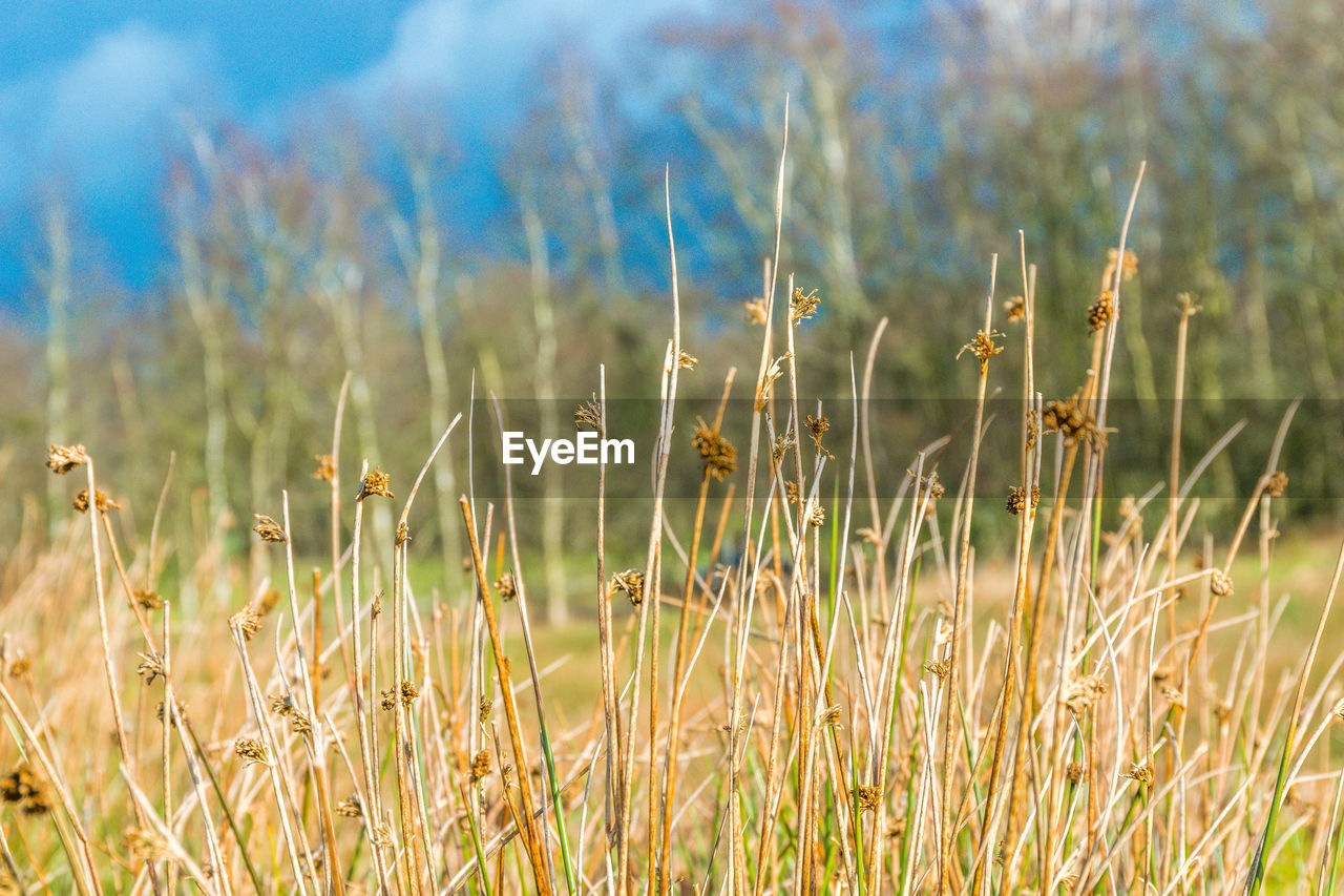 Close-up of stalks in field