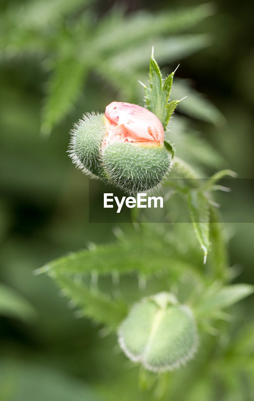 Close-up of thistle on plant