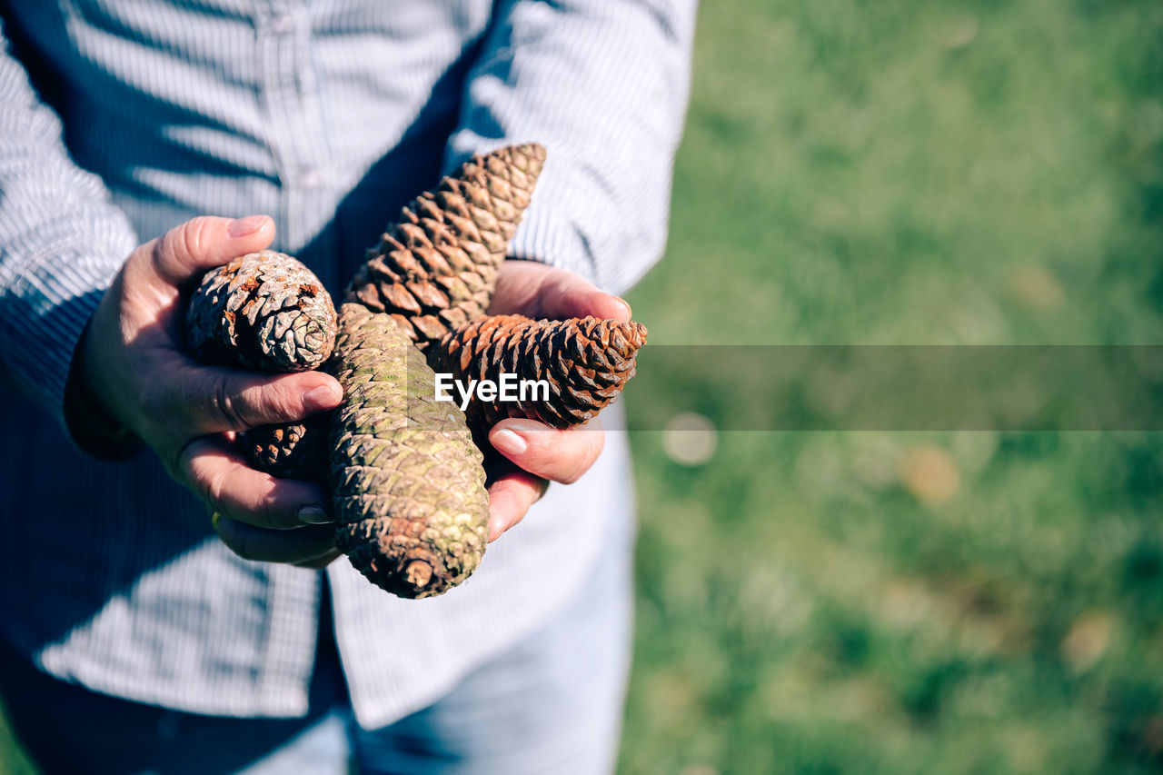 Midsection of woman holding pine cones while standing on field