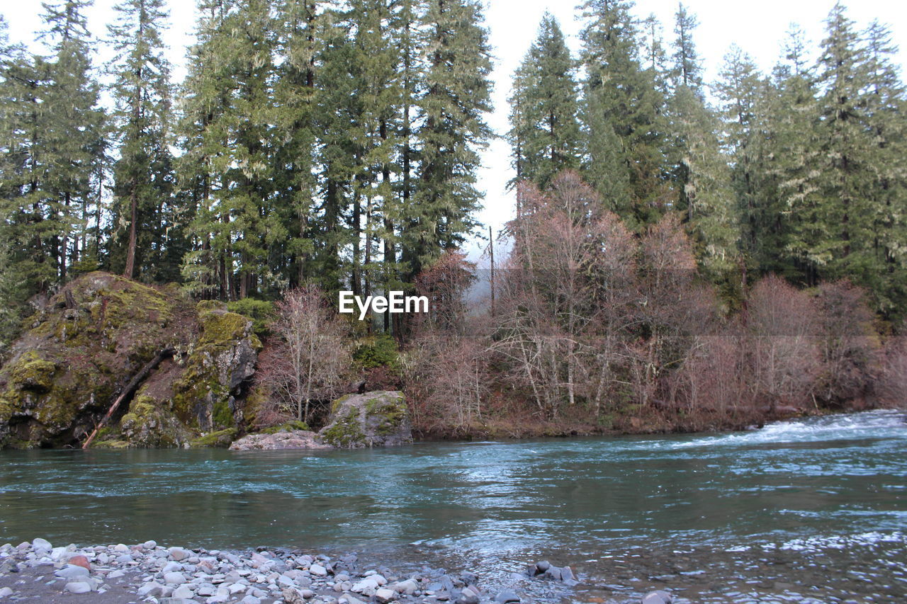 SCENIC VIEW OF FOREST