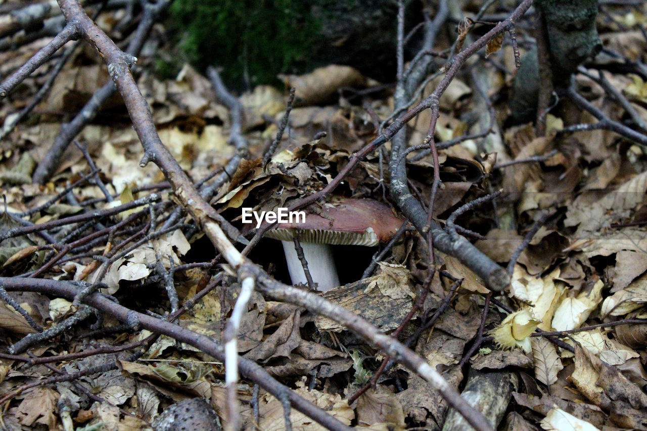 CLOSE-UP OF DRY LEAVES ON TREE