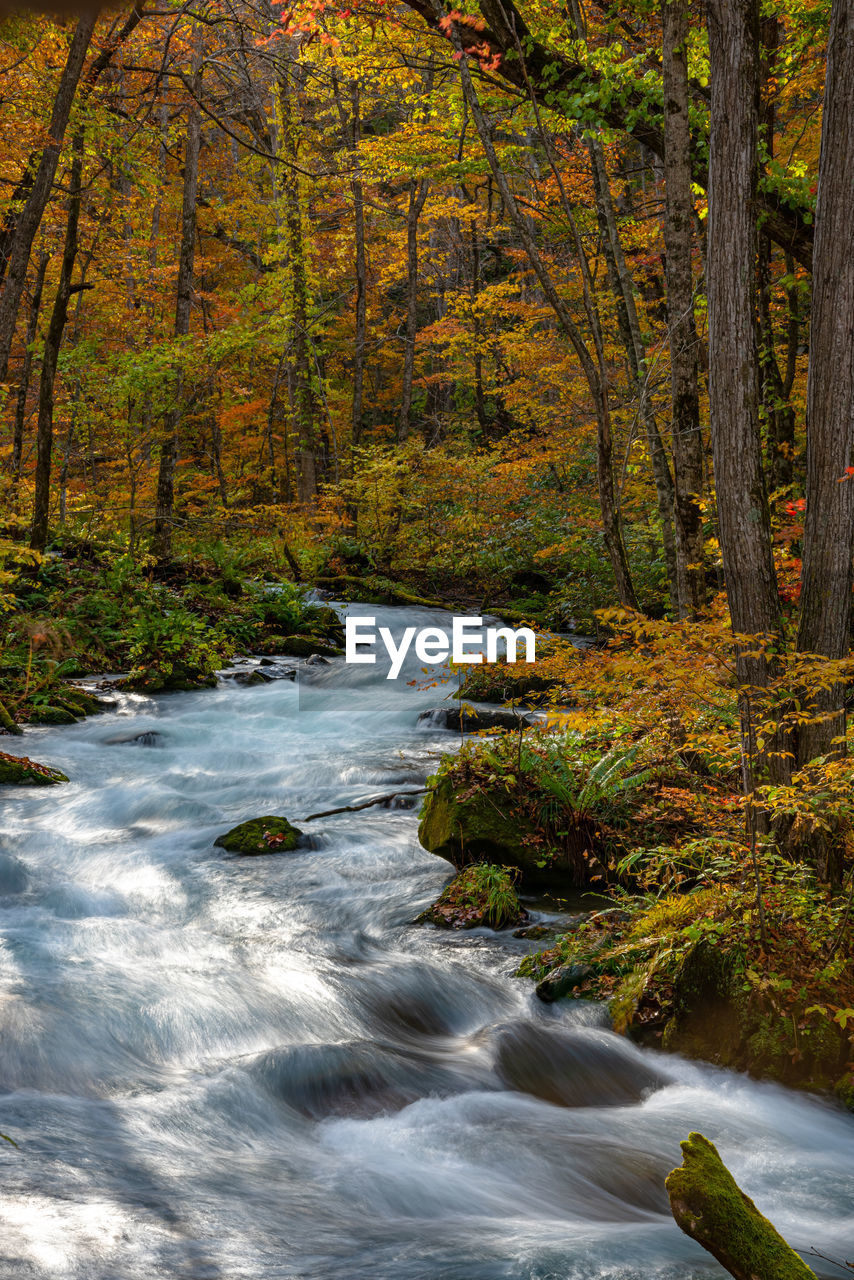 Stream flowing amidst trees in forest during autumn