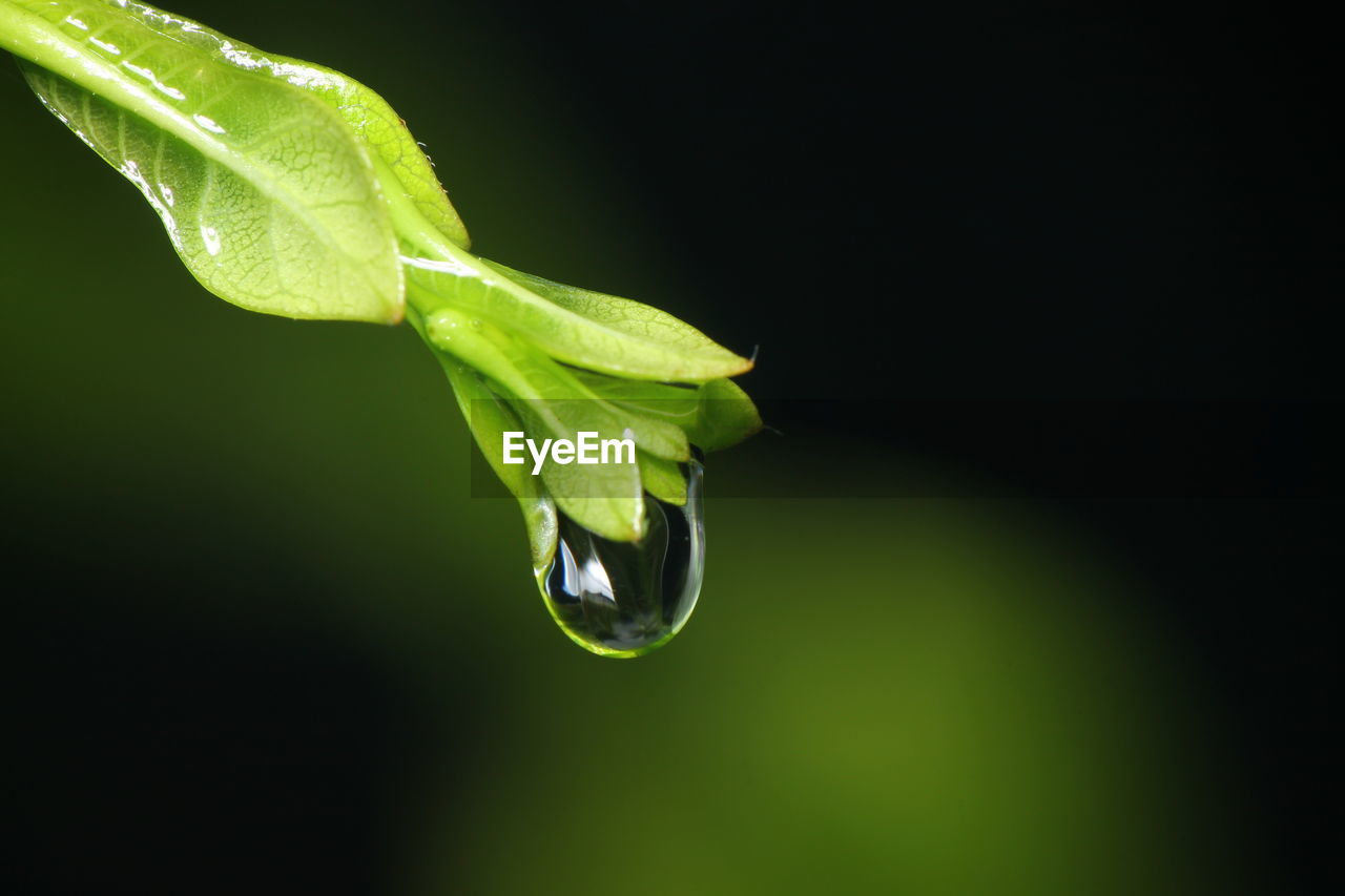 Close-up of green leaf on plant