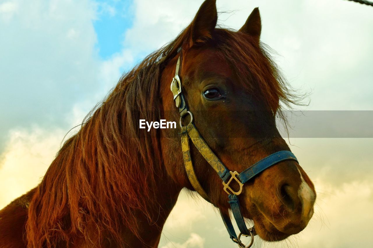 horse, animal, animal themes, mammal, domestic animals, livestock, animal wildlife, one animal, pet, mane, cloud, sky, halter, stallion, animal body part, mustang horse, brown, animal head, nature, working animal, mare, no people, outdoors, close-up, portrait, bridle, animal hair, herbivorous, day, land, beauty in nature