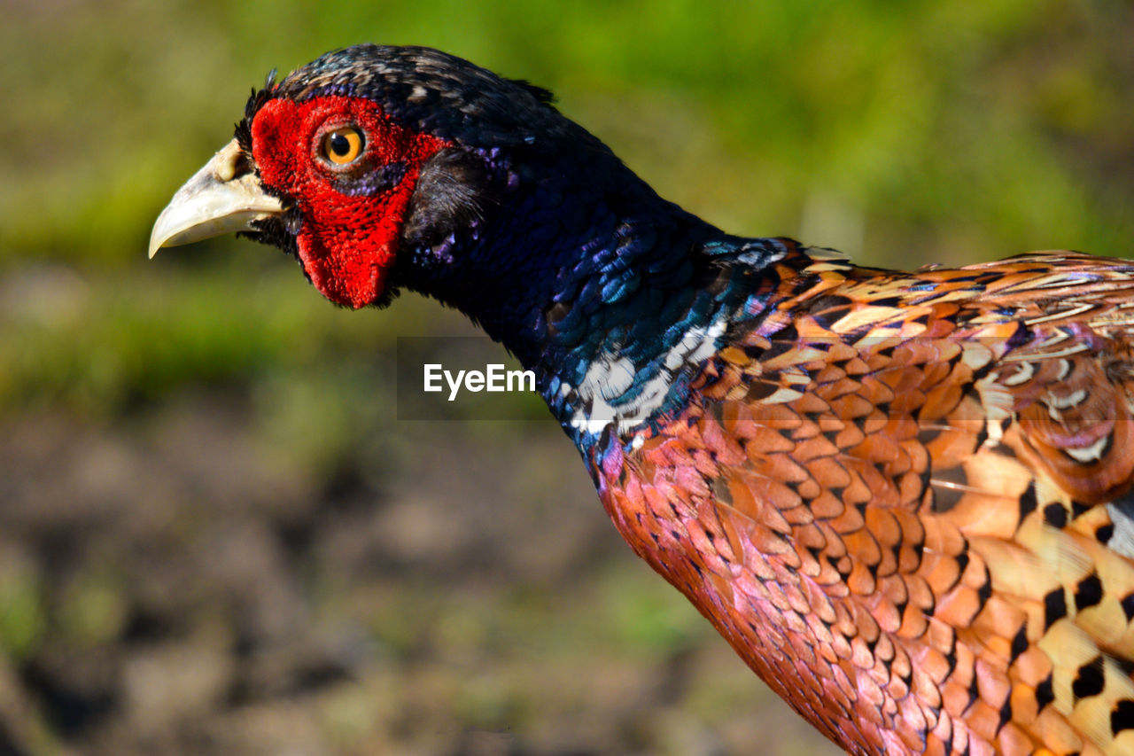 Close-up of a pheasant 