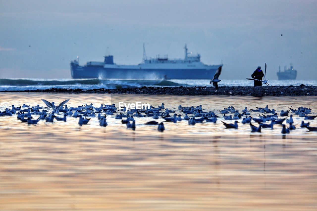 FLOCK OF BIRDS ON BEACH