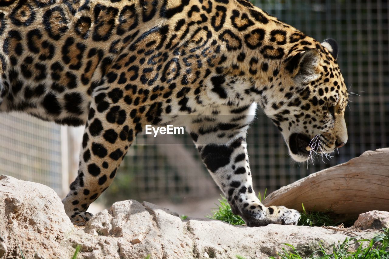 Leopard in a zoo