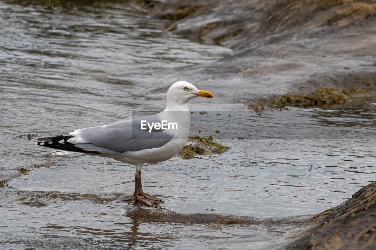 SEAGULL PERCHING ON A WOOD