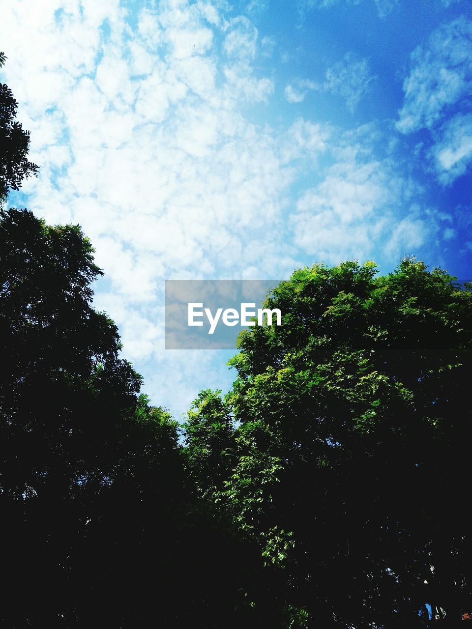 Low angle view of trees against sky