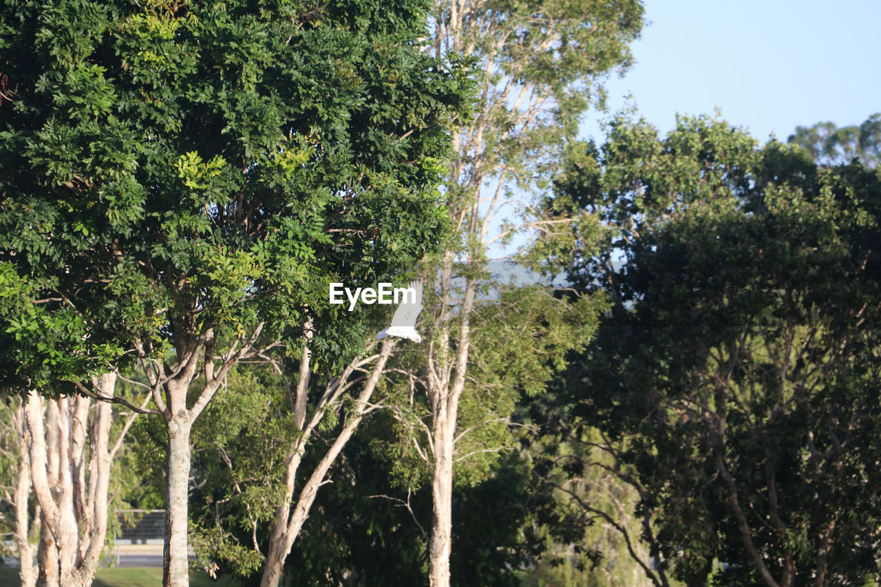 PANORAMIC SHOT OF TREES IN FOREST