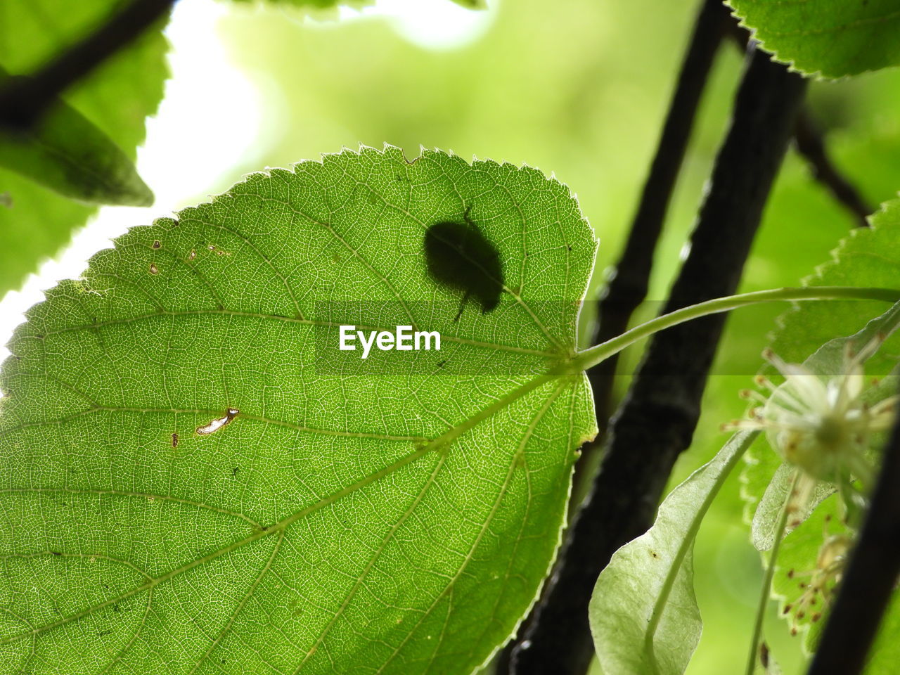 CLOSE-UP OF GREEN INSECT