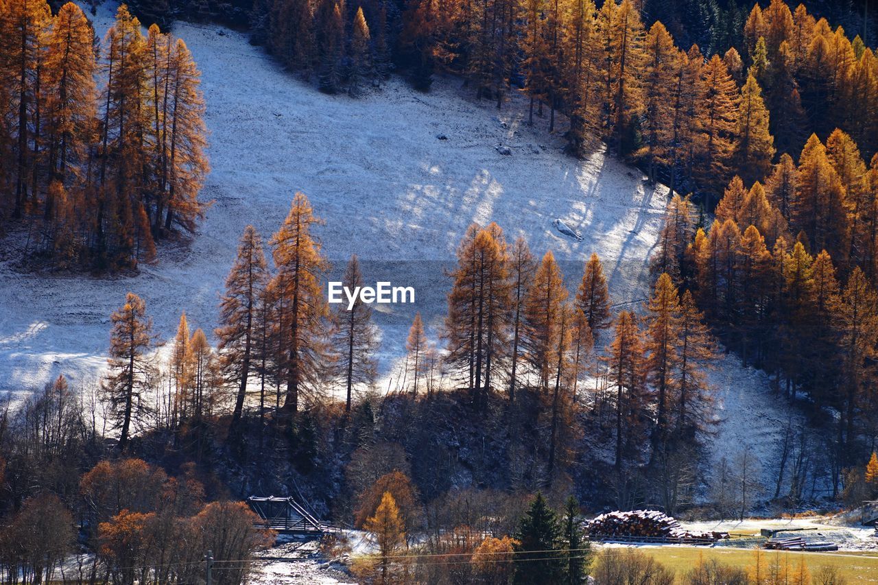Distant view of autumn trees on snow covered mountain