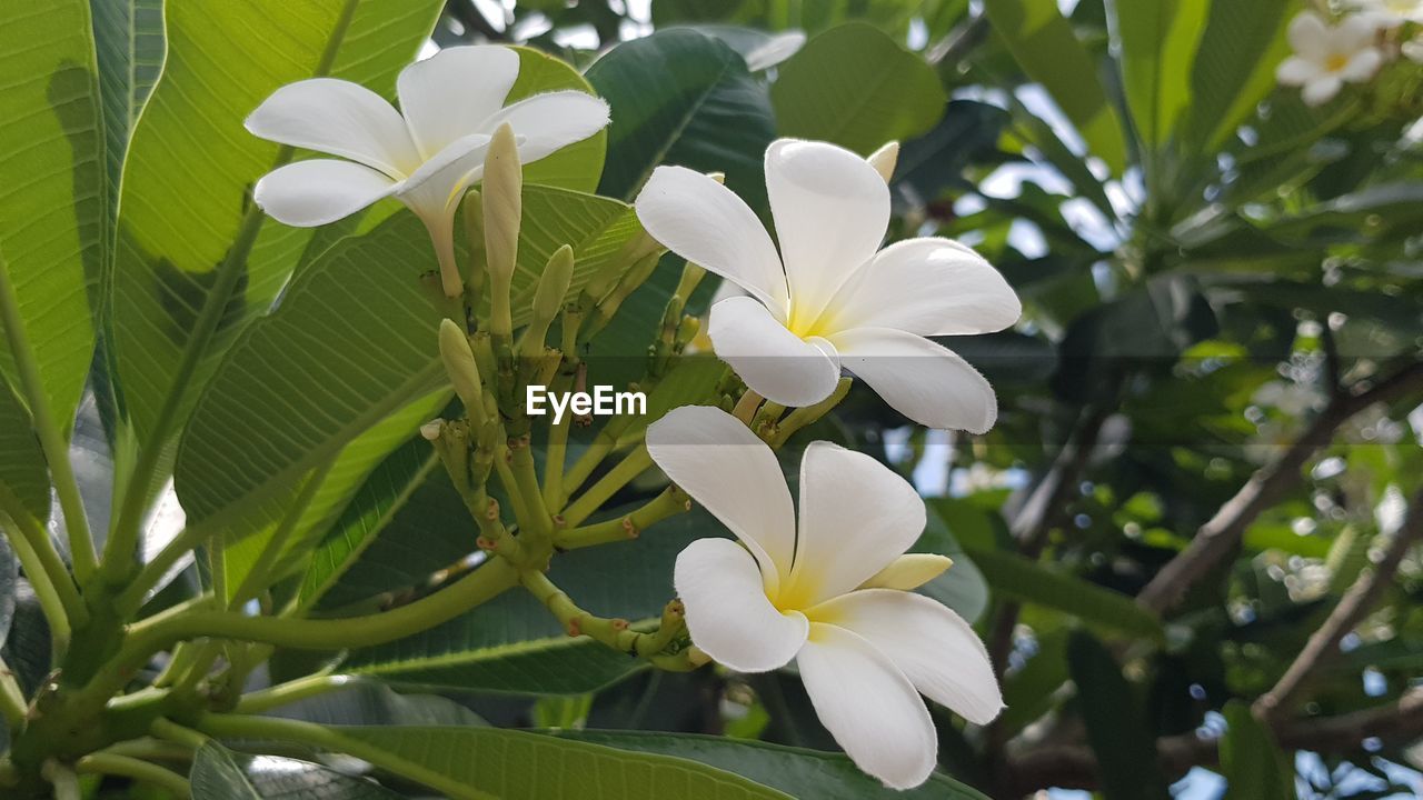 Close-up of white flowering plant