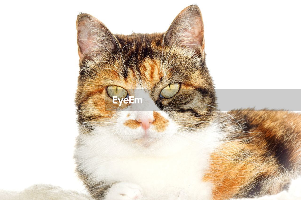 Studio portrait of cat looking at camera