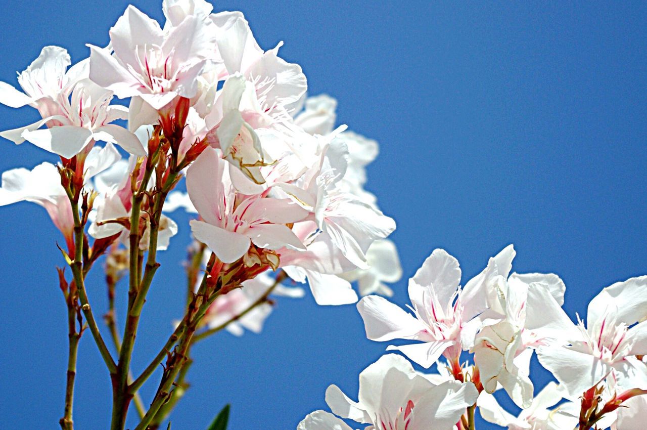 Low angle view of white flowers blooming against sky