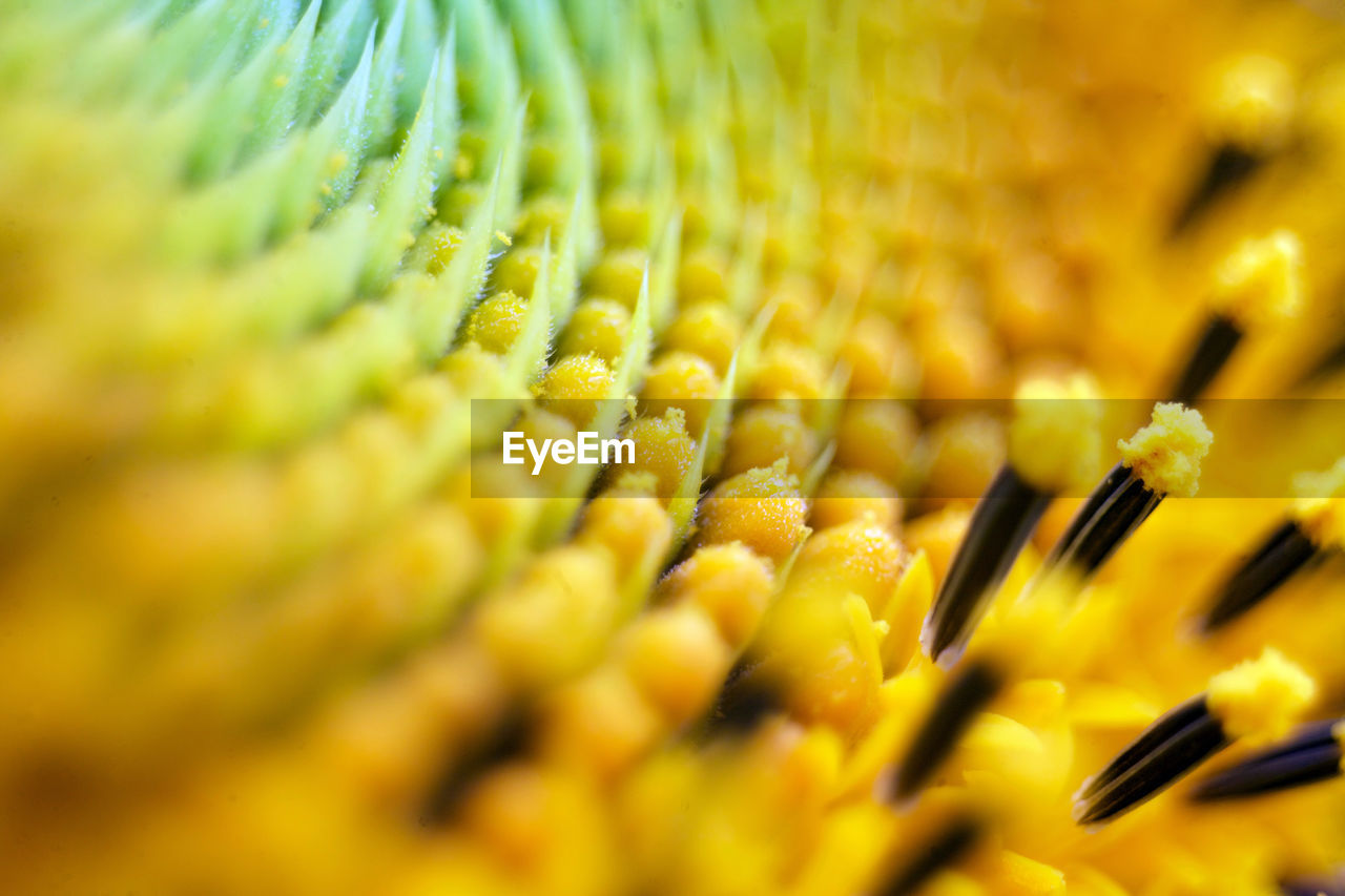 Close-up of yellow flowering plant