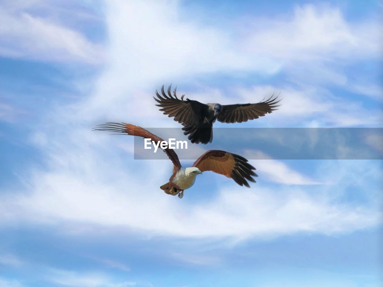 flying, animal themes, animal, bird, animal wildlife, wildlife, spread wings, sky, cloud, animal body part, mid-air, wing, nature, bird of prey, blue, animal wing, motion, no people, eagle, one animal, outdoors, low angle view, beauty in nature, day