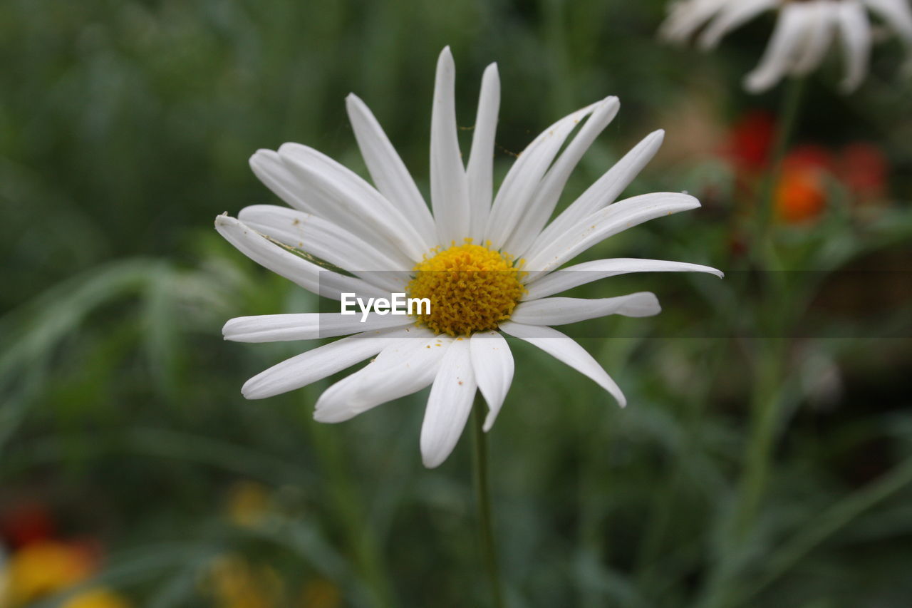 Close-up of white daisy flowers