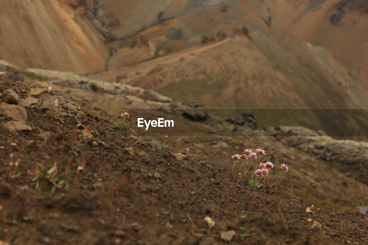 Scenic view of flower field