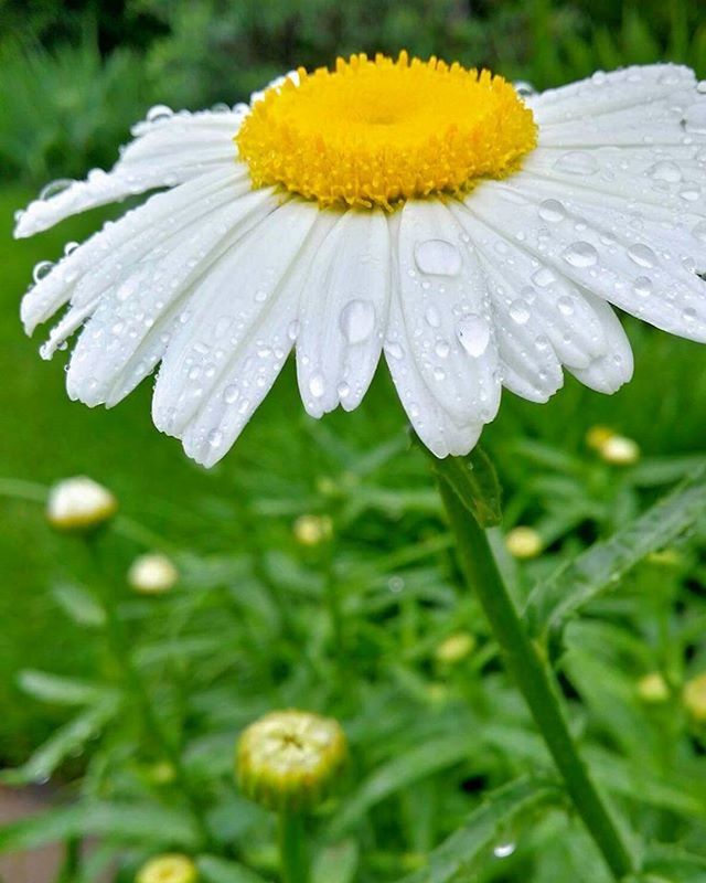 CLOSE-UP OF WATER DROPS ON YELLOW FLOWERS