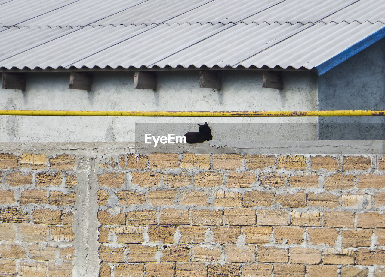 Kitty perching on wall of building