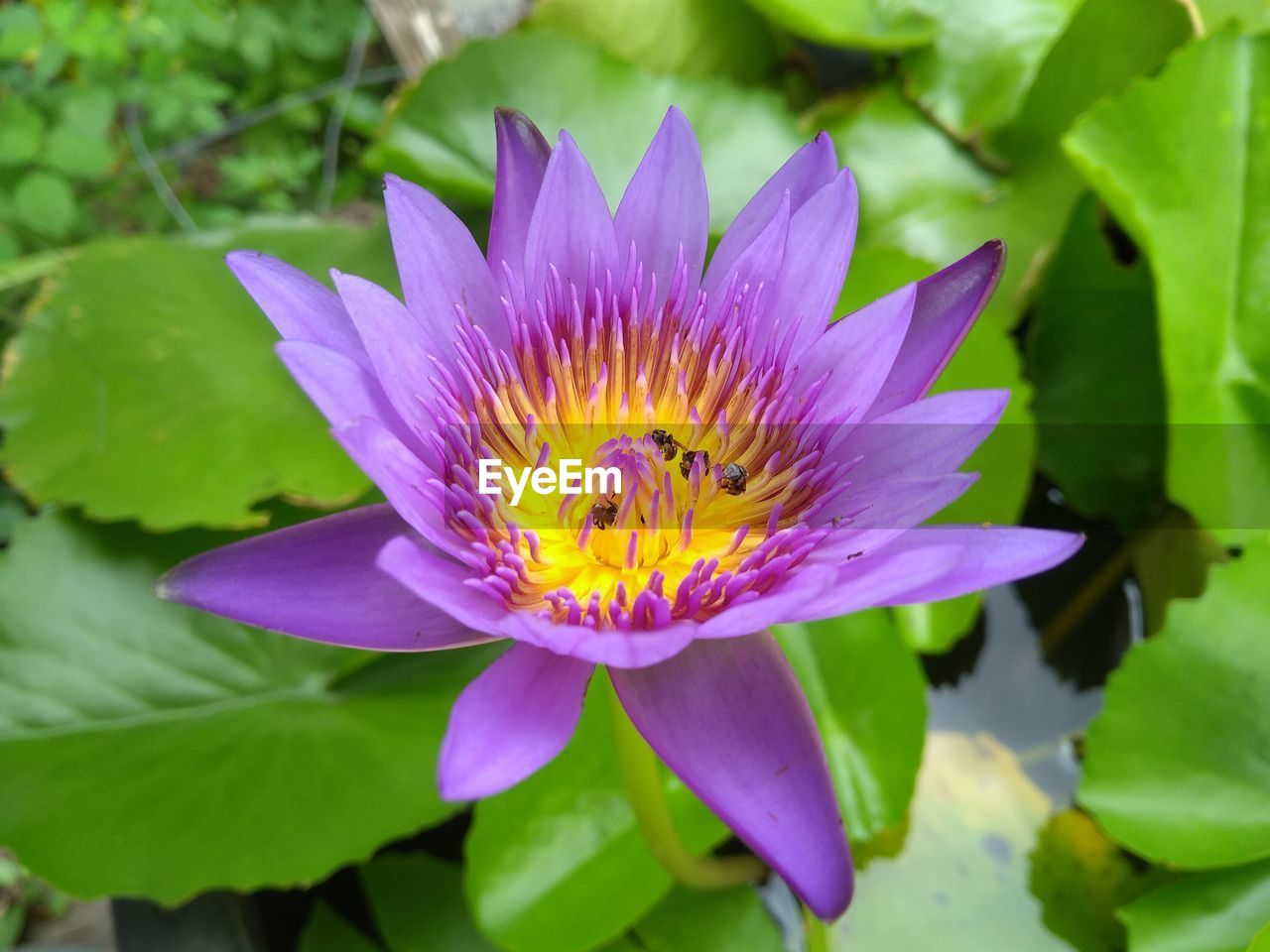 CLOSE-UP OF PURPLE LOTUS WATER LILY IN GARDEN