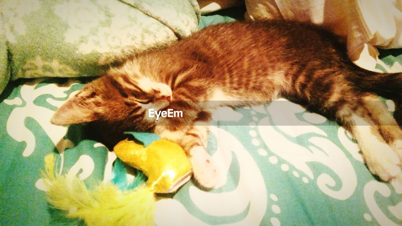 CLOSE-UP OF CAT SLEEPING ON SOFA