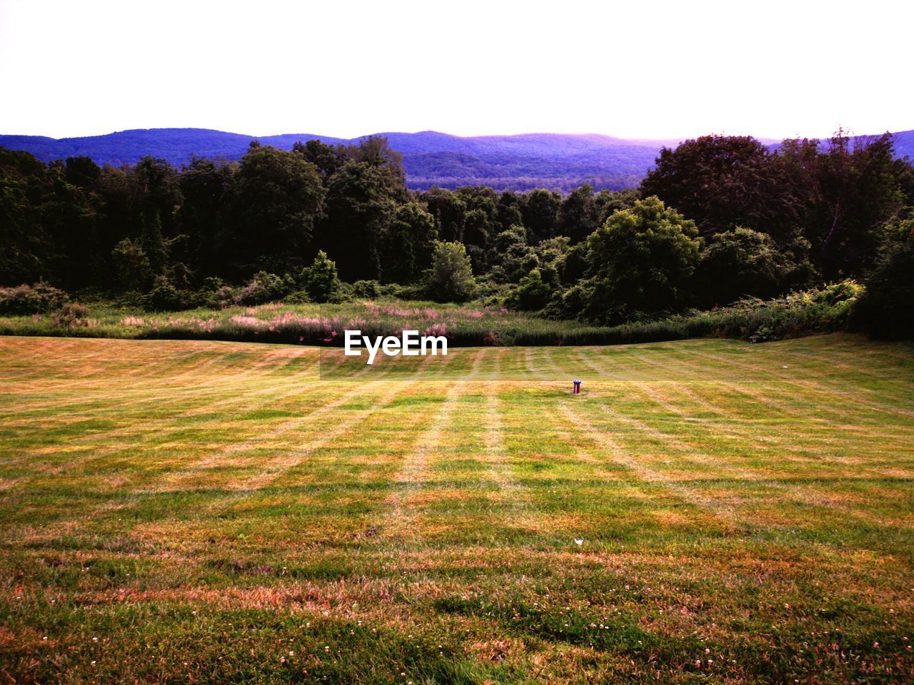 SCENIC VIEW OF GRASSY FIELD AGAINST SKY