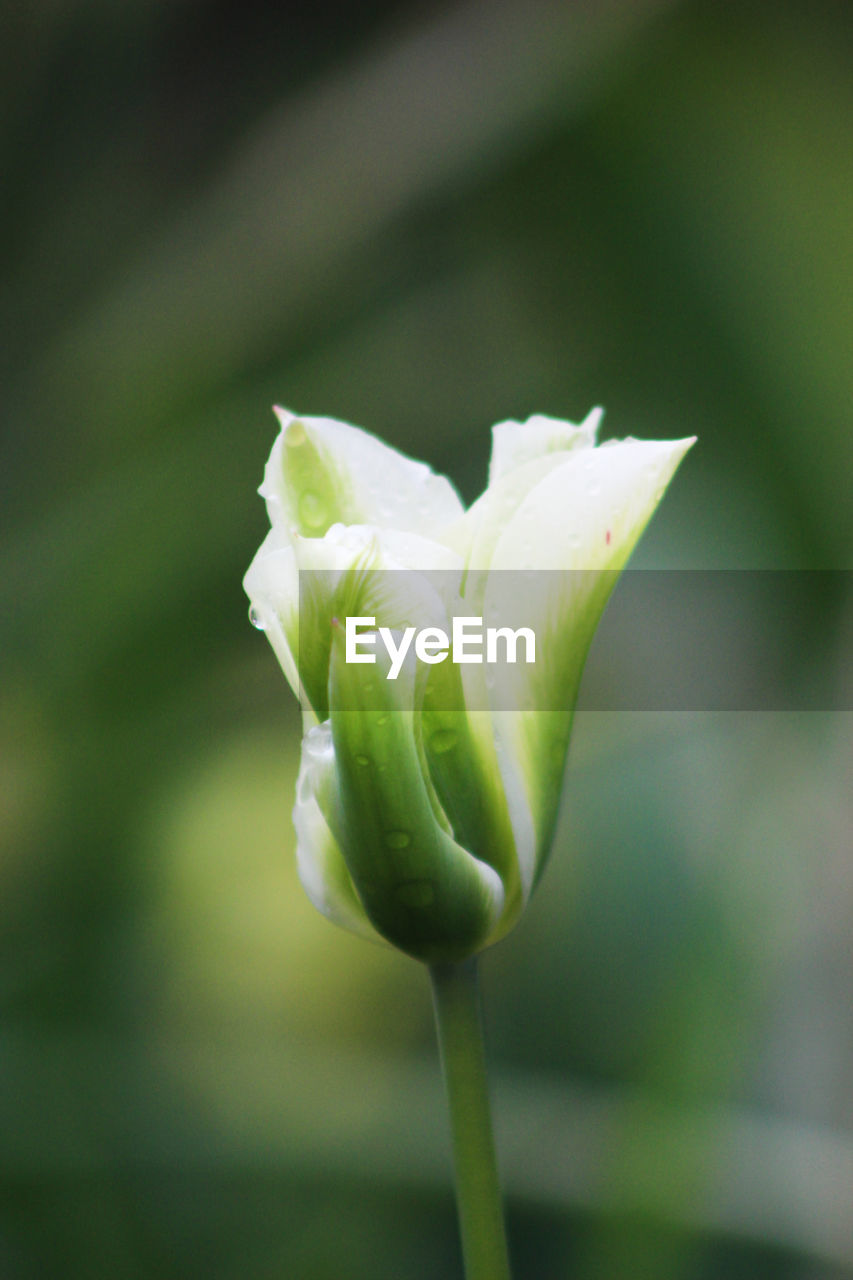 CLOSE-UP OF ROSE BUD