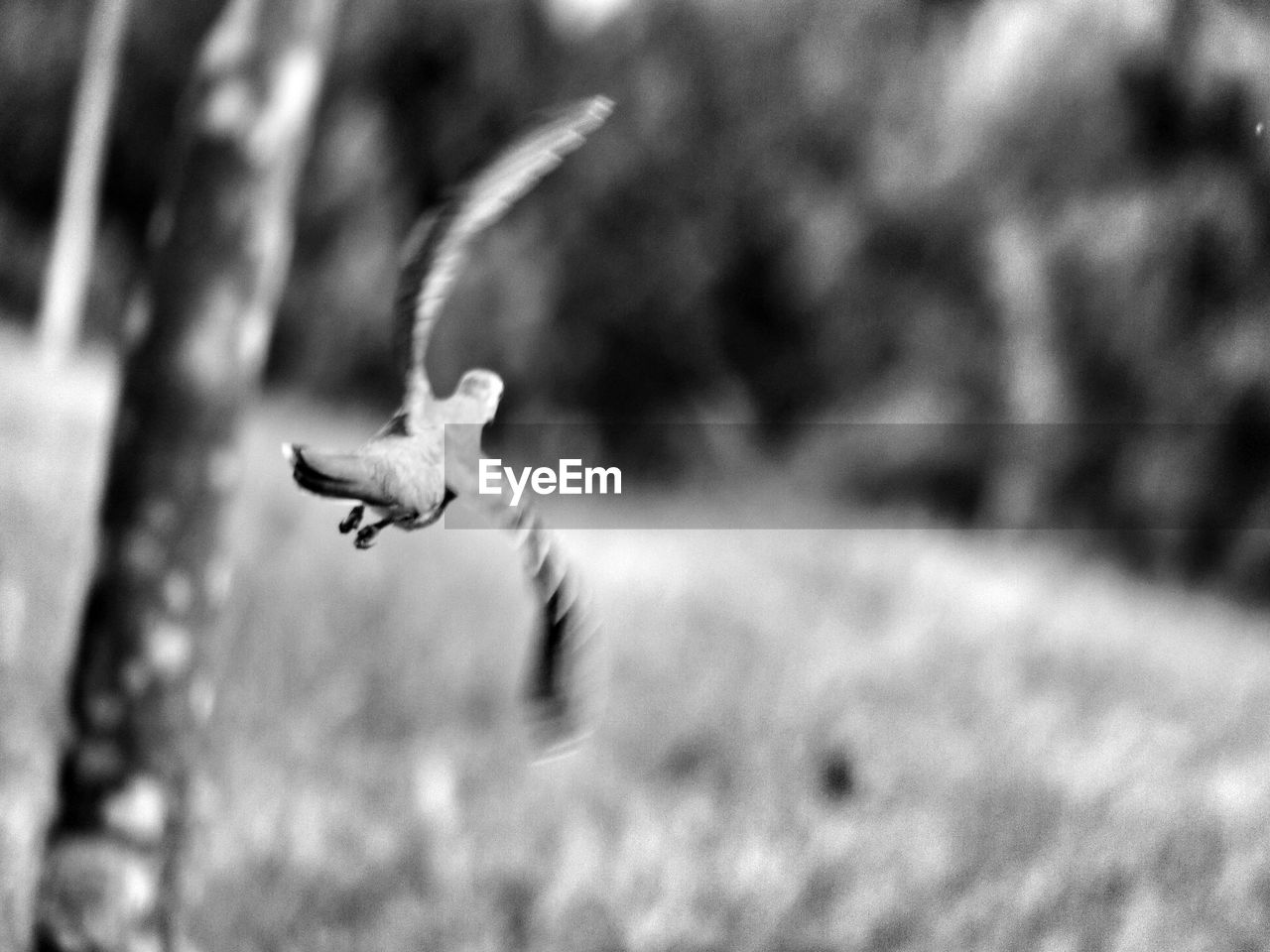 Defocused image of bird flying over field