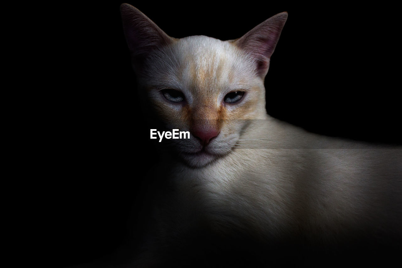 Close-up portrait of cat against black background