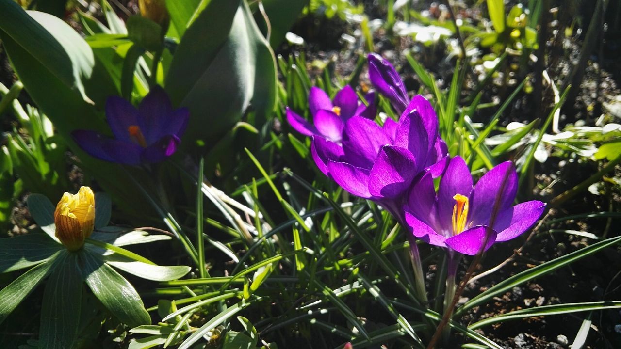 CLOSE-UP OF CROCUS BLOOMING OUTDOORS