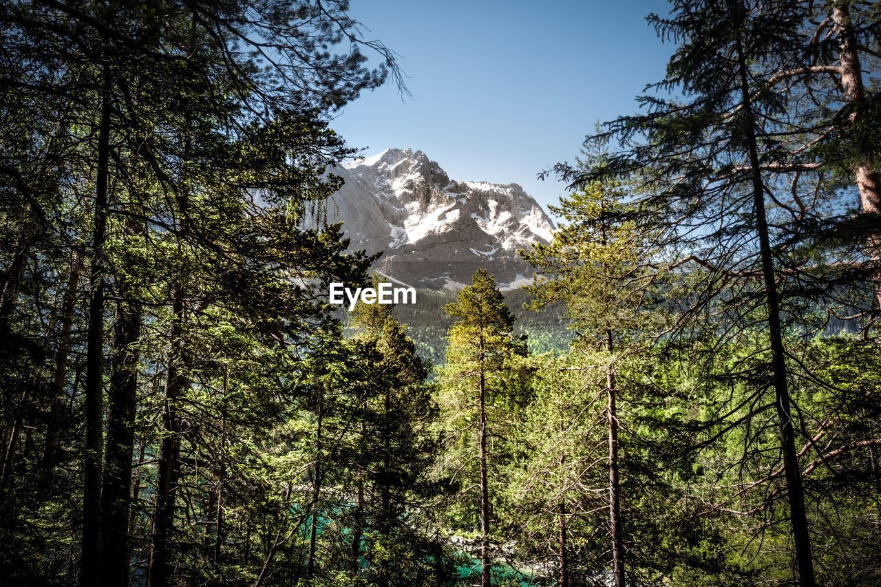 Low angle view of pine trees in forest