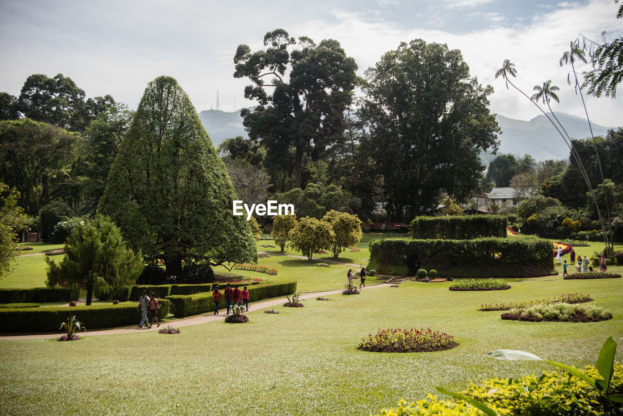 Hedge and topiary in ornamental garden