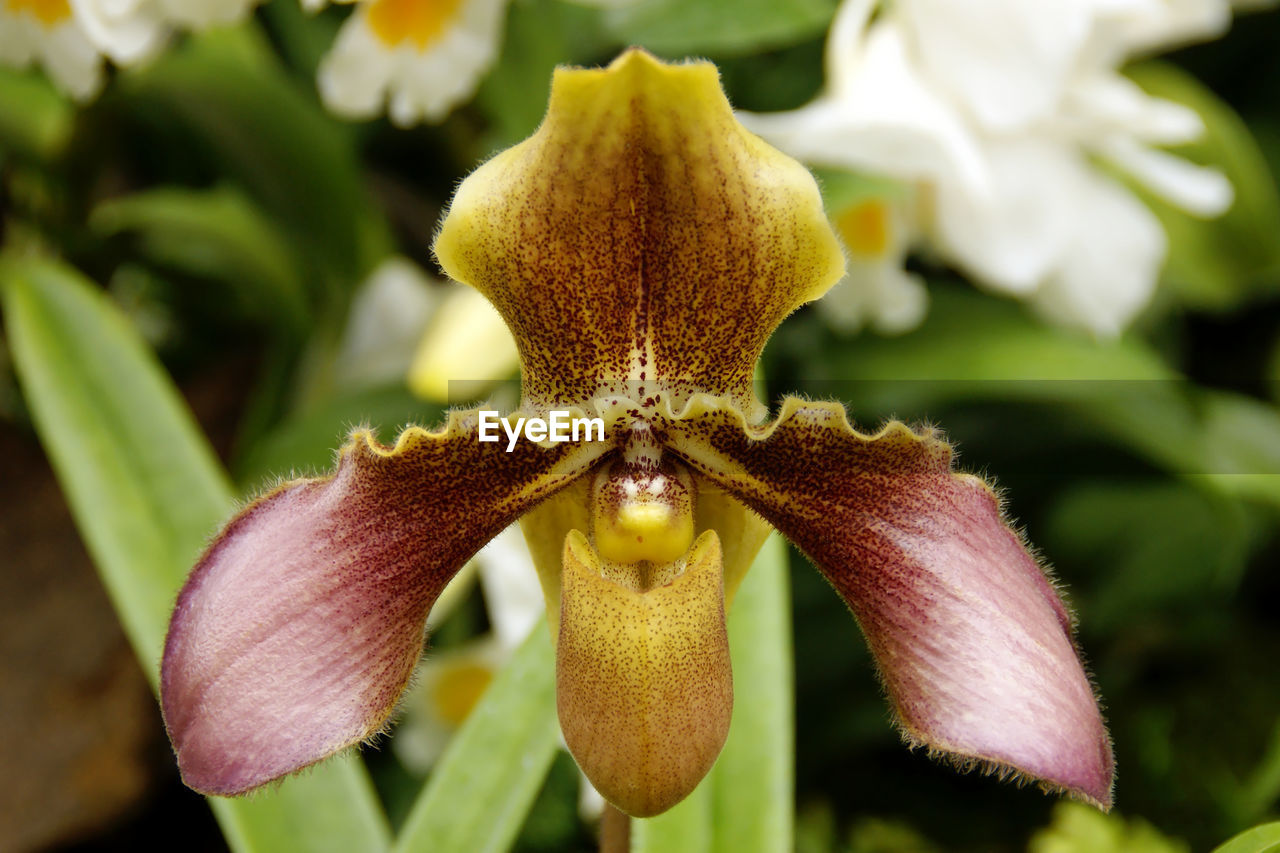 Paphiopedilum, lady's slipper orchid flower