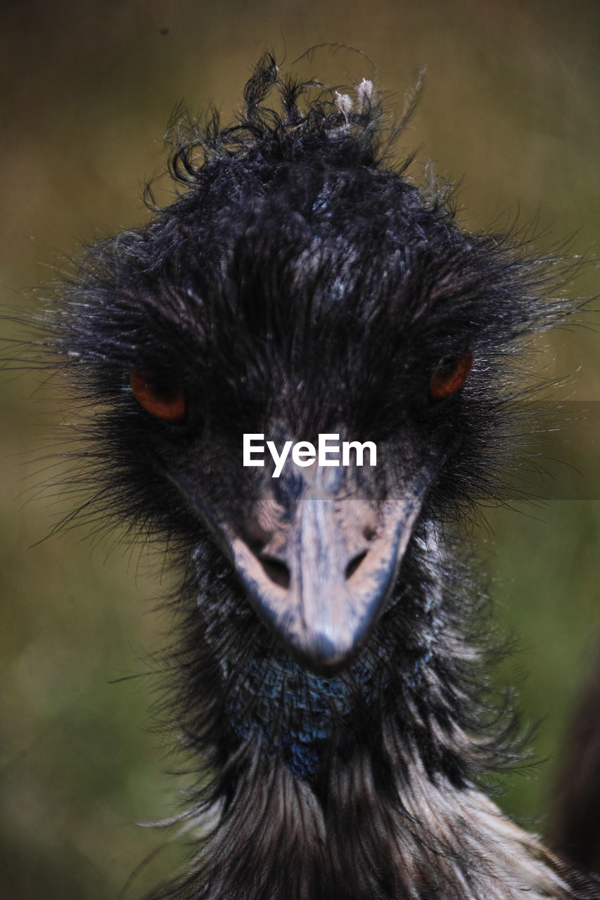 Close-up portrait of a emu