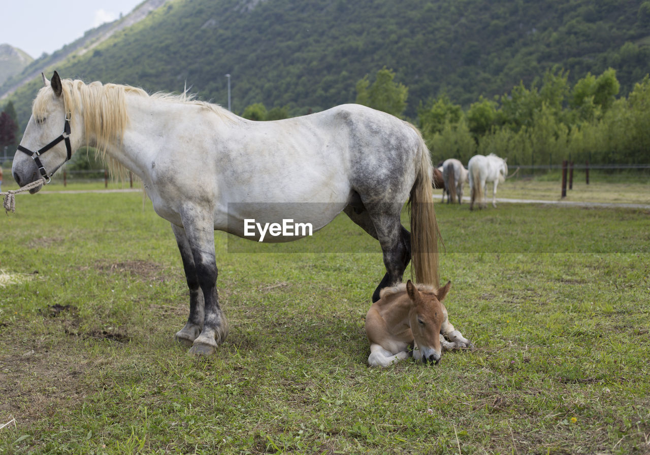 Dapple-gray mare and sorrel foal