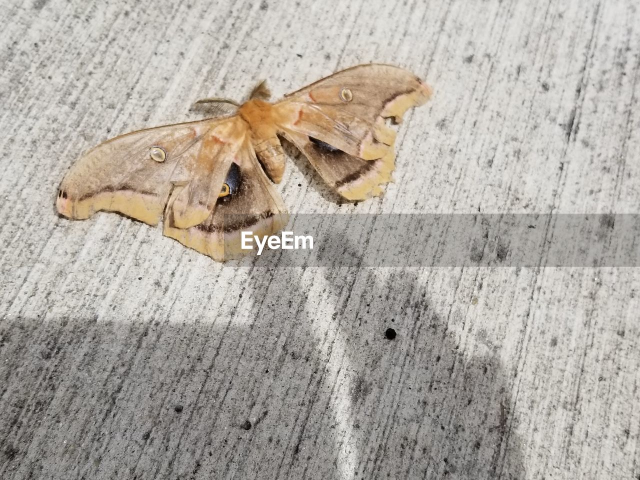 HIGH ANGLE VIEW OF INSECT ON DRY LEAF