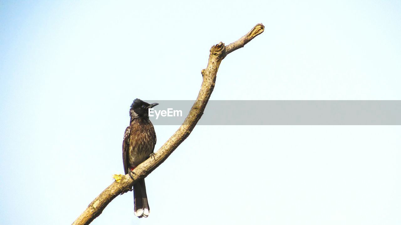 Low angle view of bulbul perching on branch against clear sky