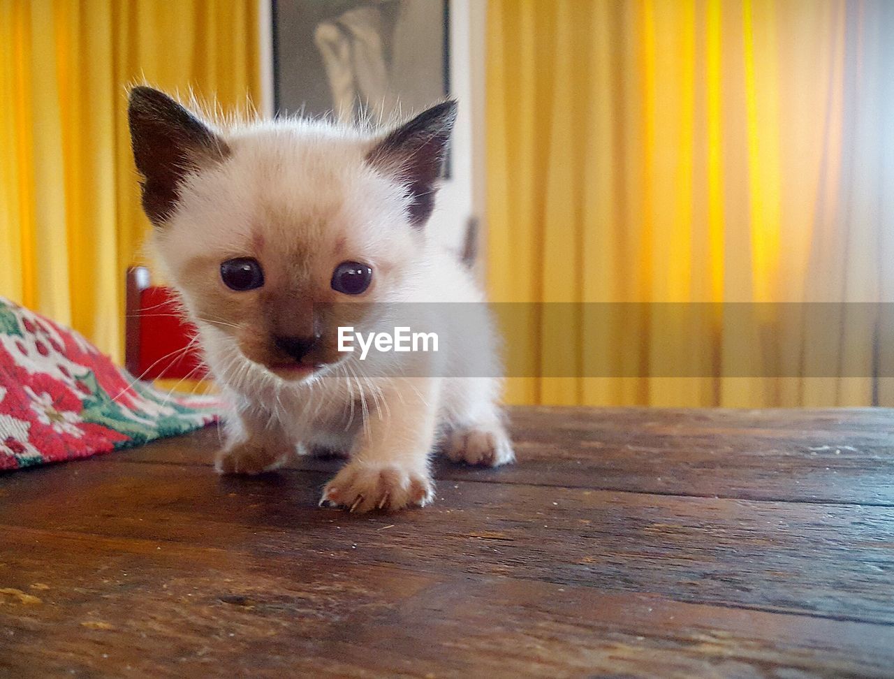 CLOSE-UP PORTRAIT OF DOG ON TABLE