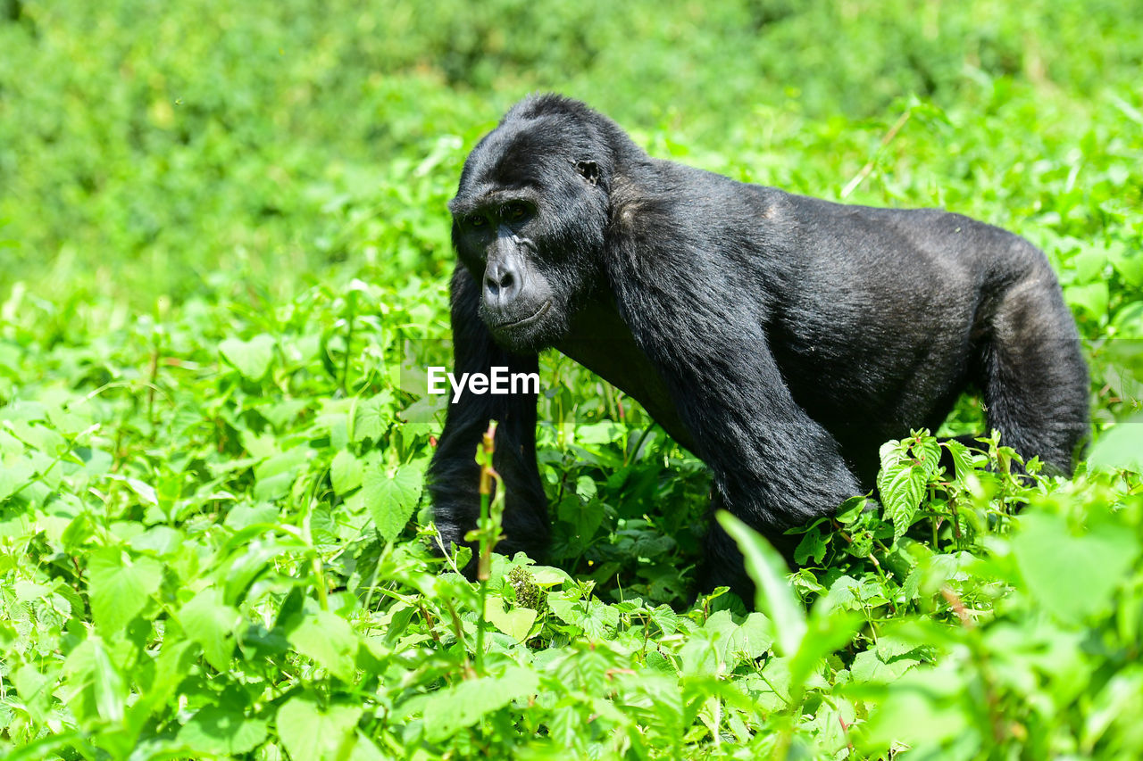 Chimpanzee amidst plants