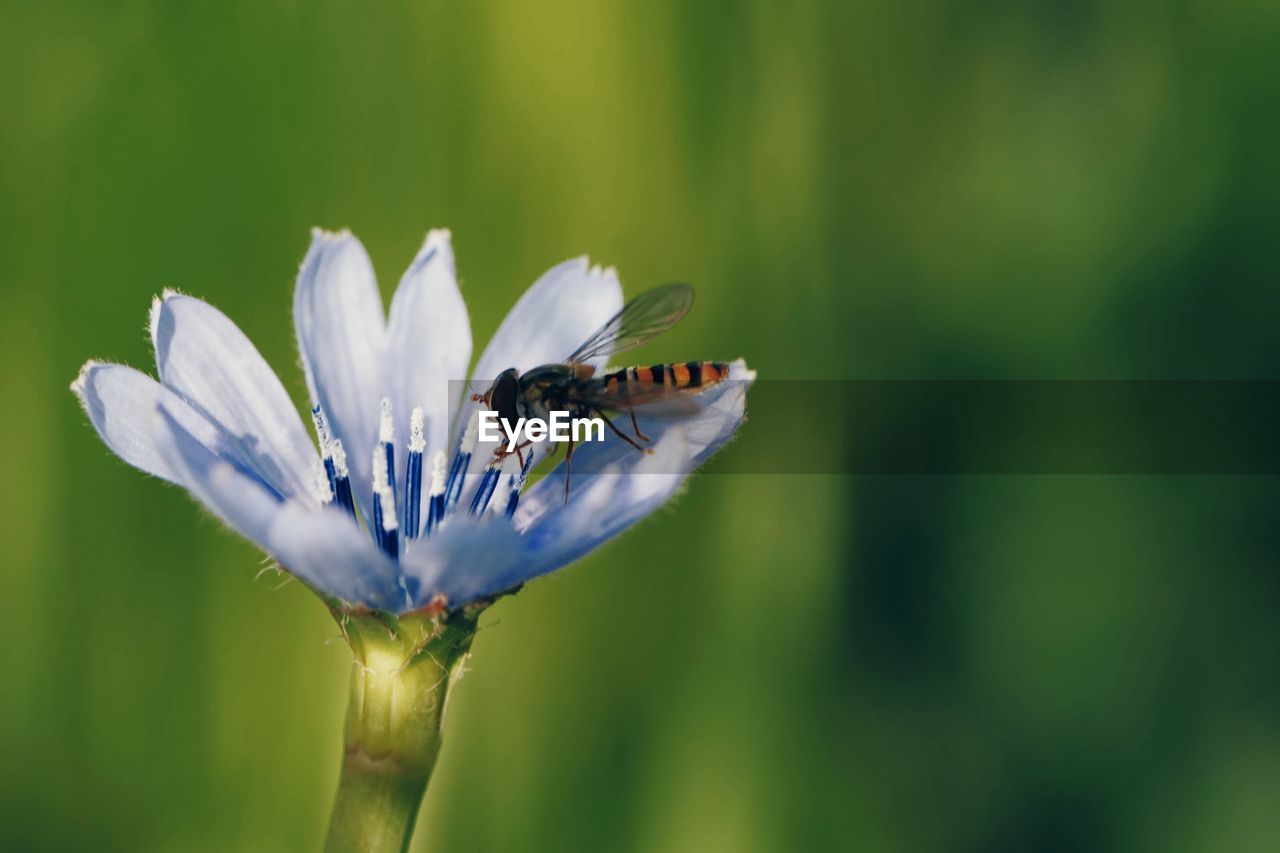 CLOSE-UP OF BEE ON FLOWER