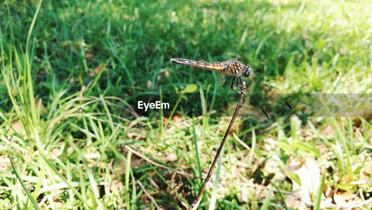 CLOSE-UP OF AN INSECT ON GRASS