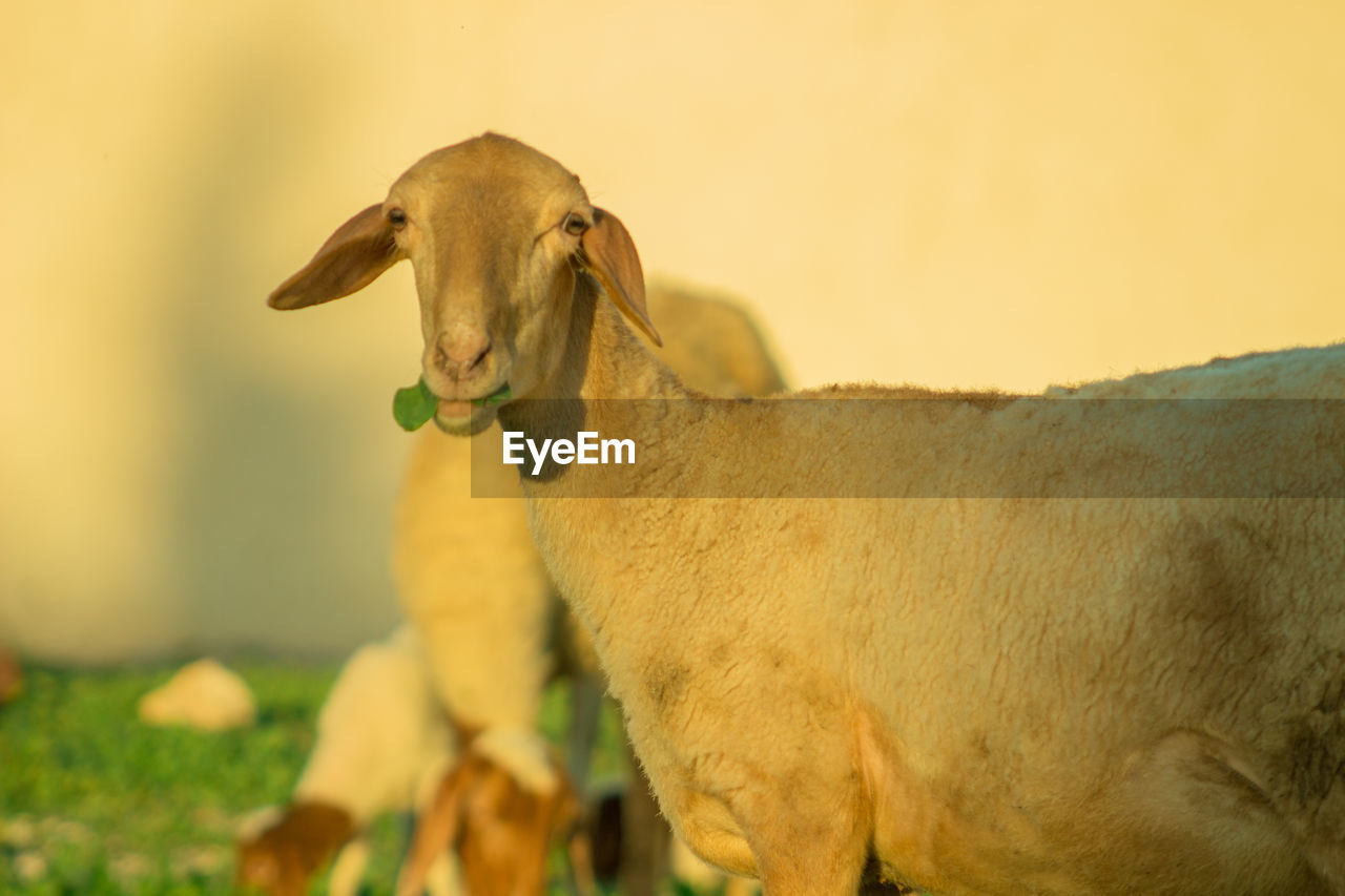 Close-up of a sheep