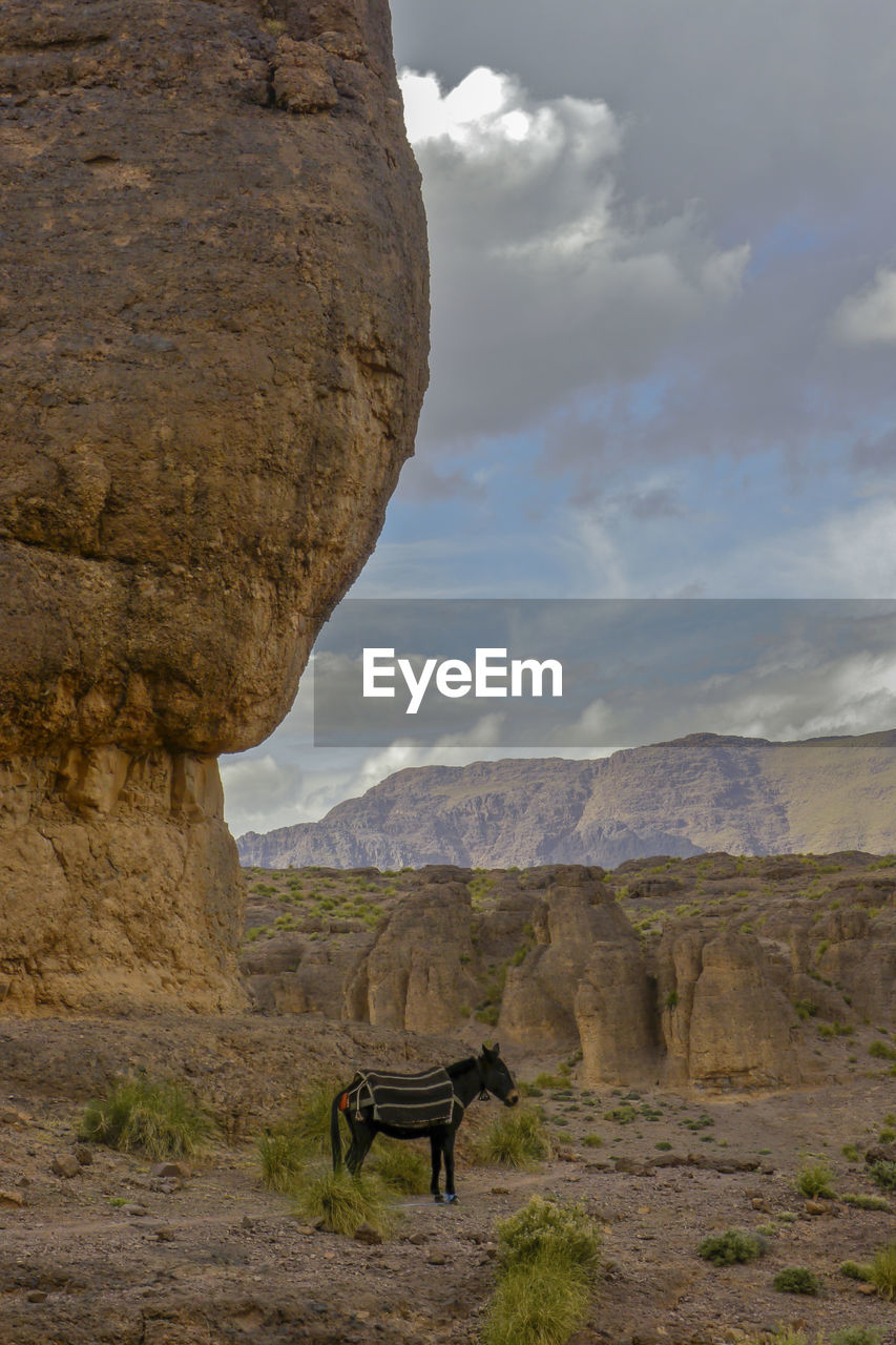 HORSES STANDING ON ROCK AGAINST SKY